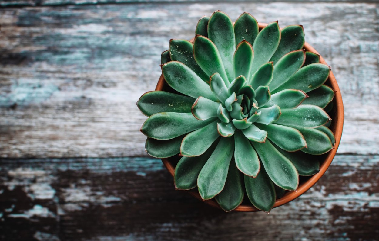Суккулент эхеверия Echeveria
