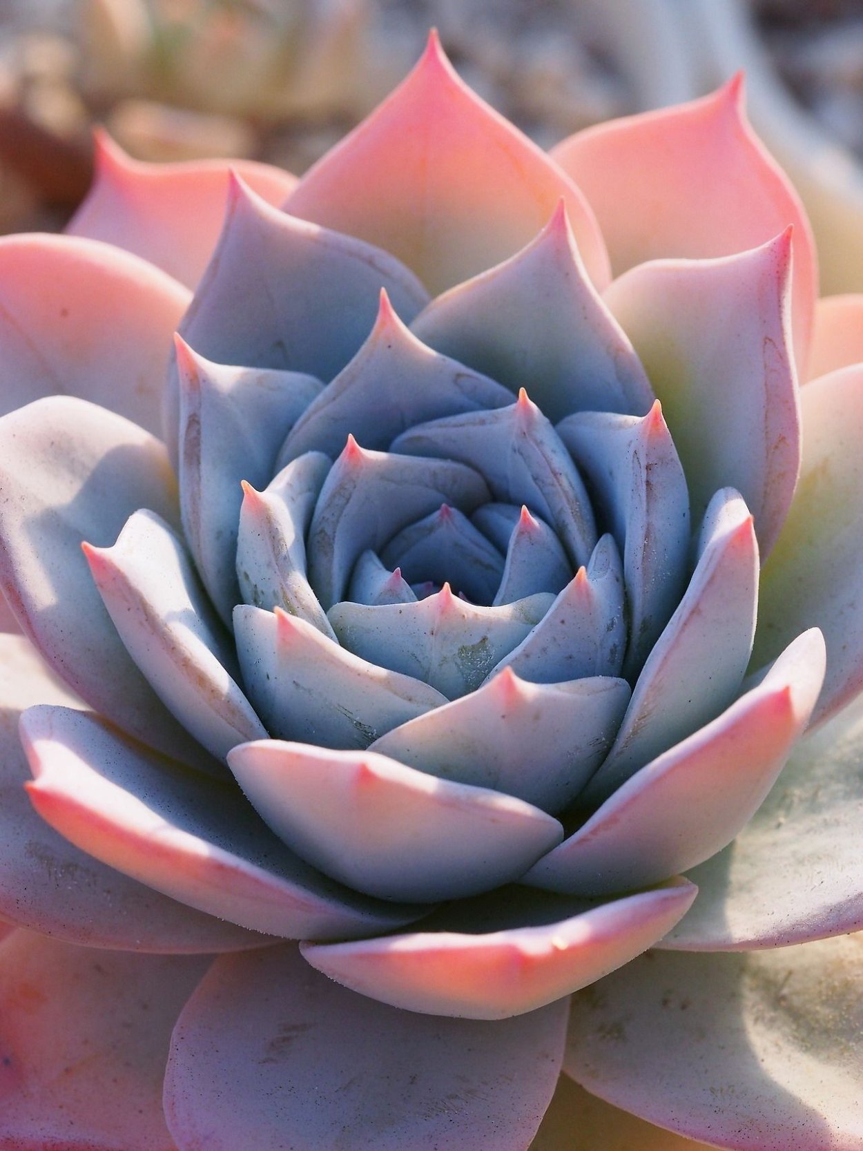 Суккулент Echeveria peacockii