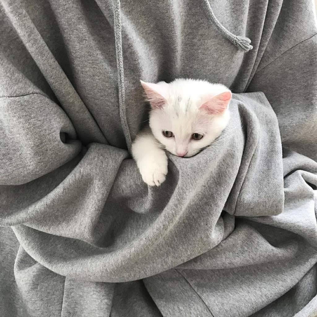 Идеи для фотосессии с котом