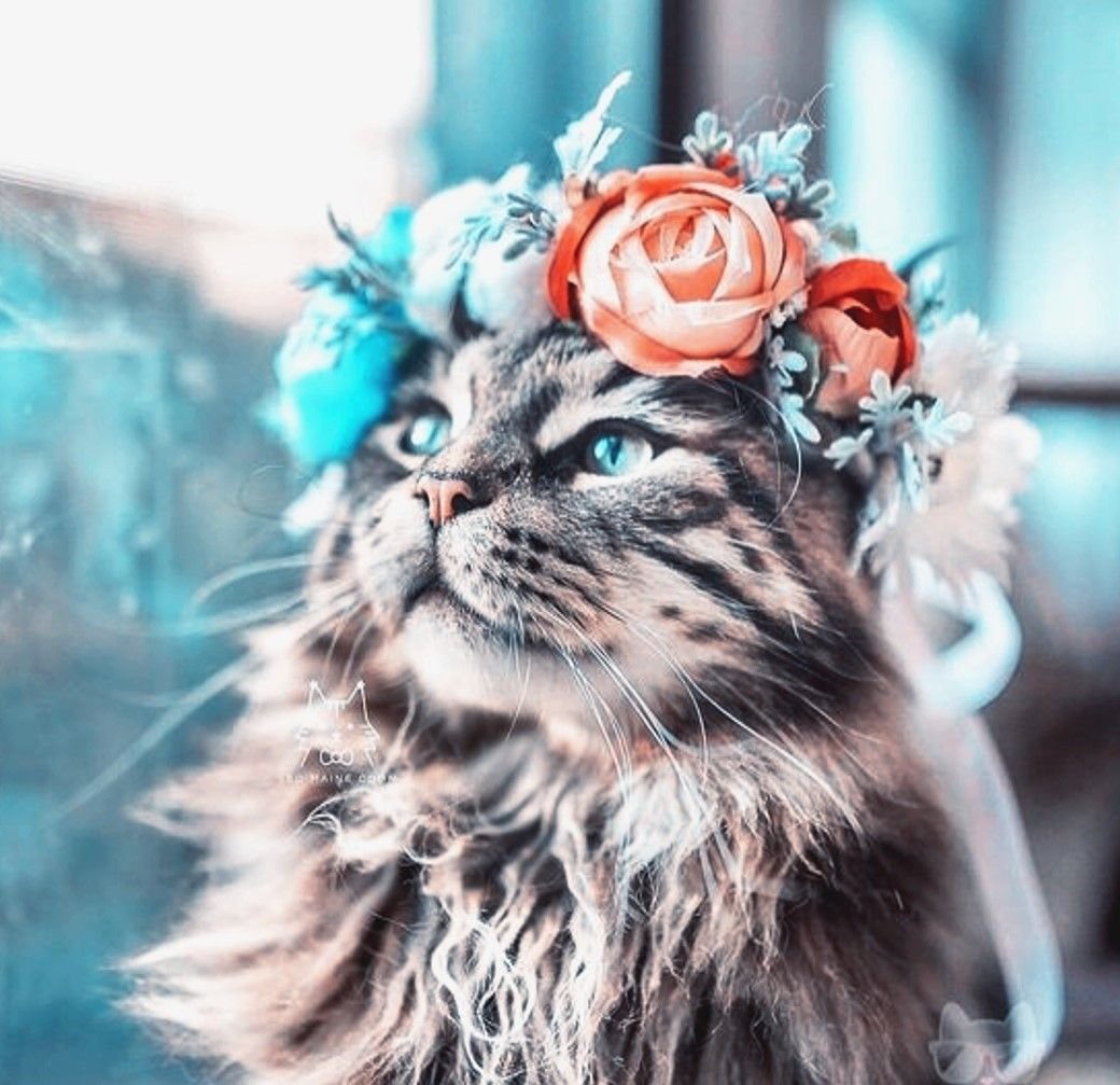 Котята Эстетика