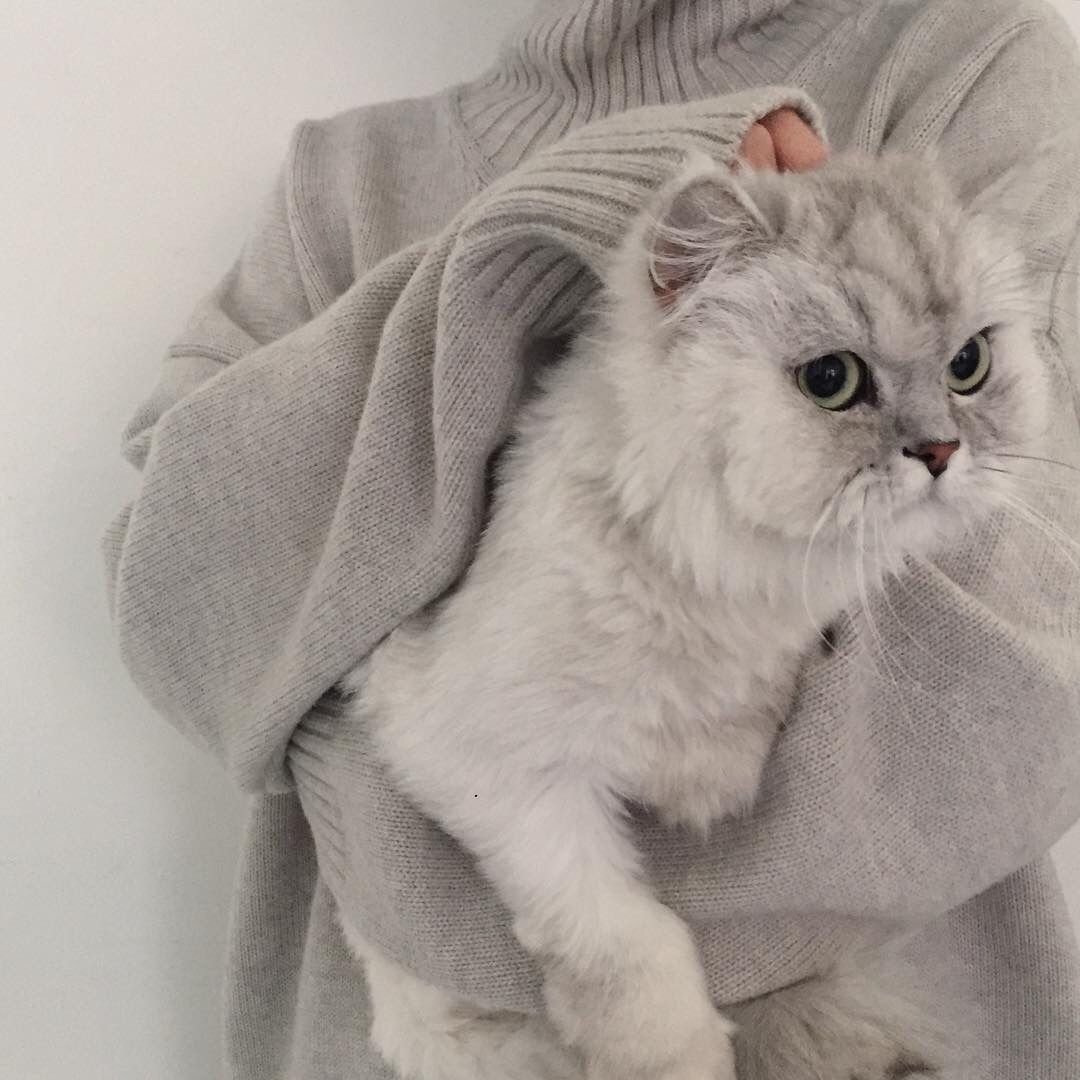 Кошка Марла «Бушеми»
