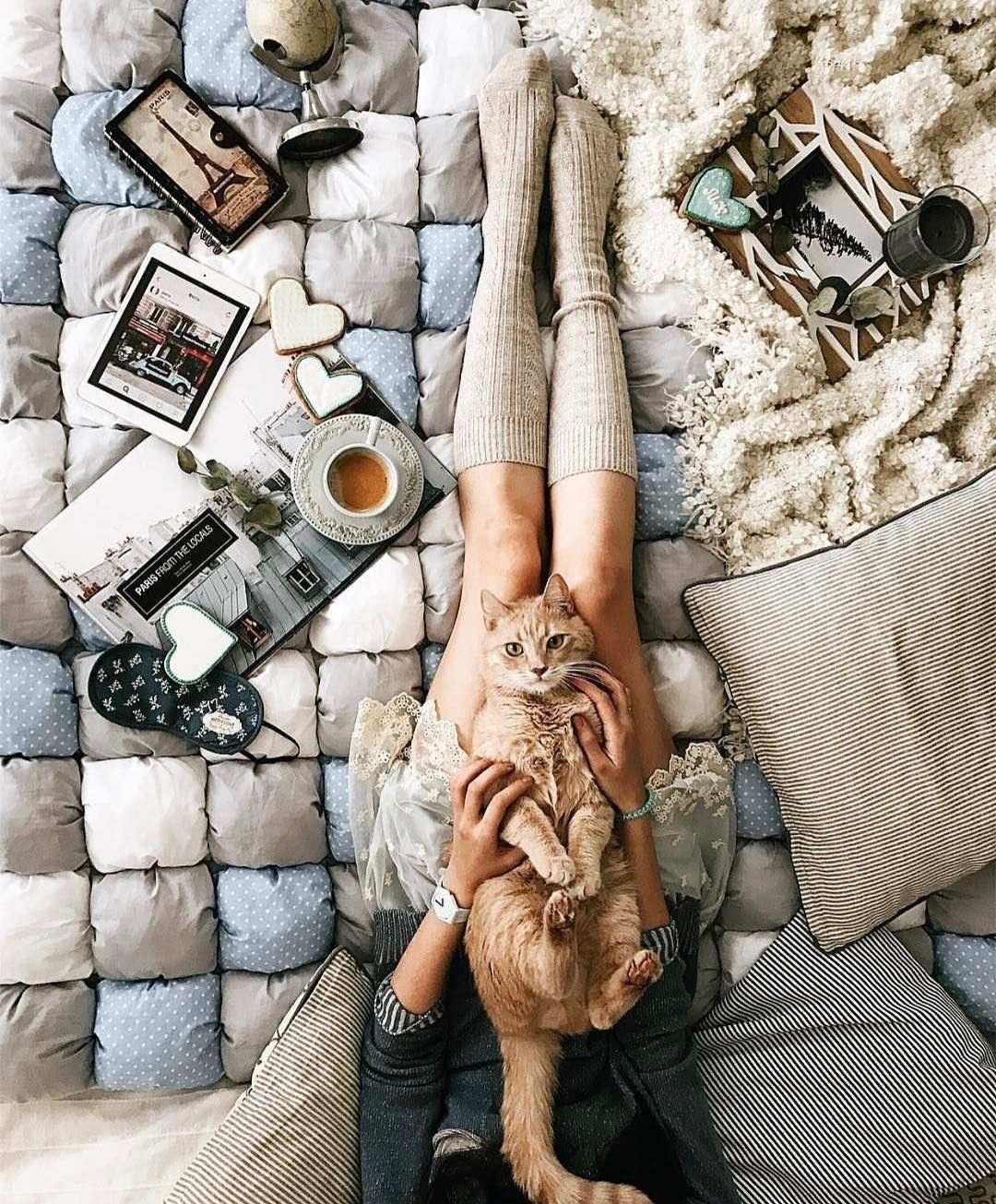 Кот Эстетика
