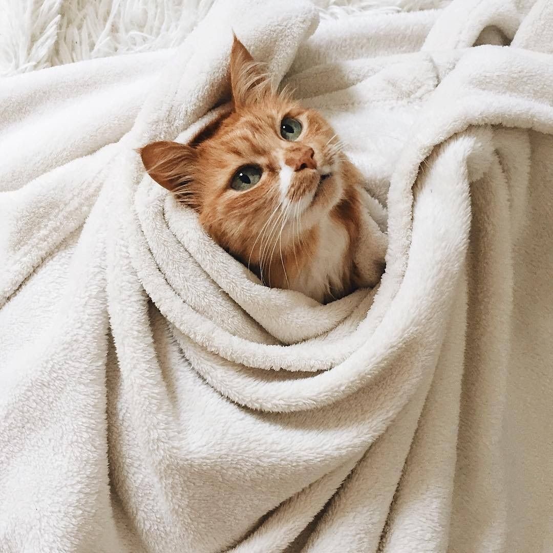 Кошачий уют
