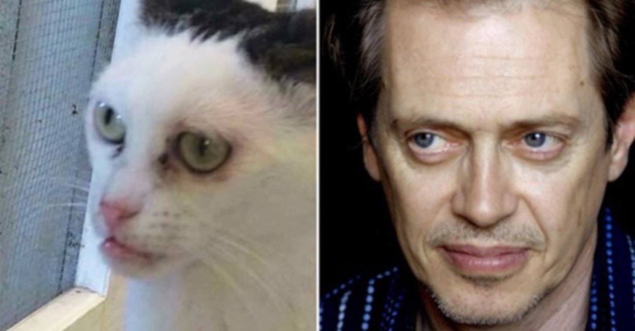 Девушка кричит на кота