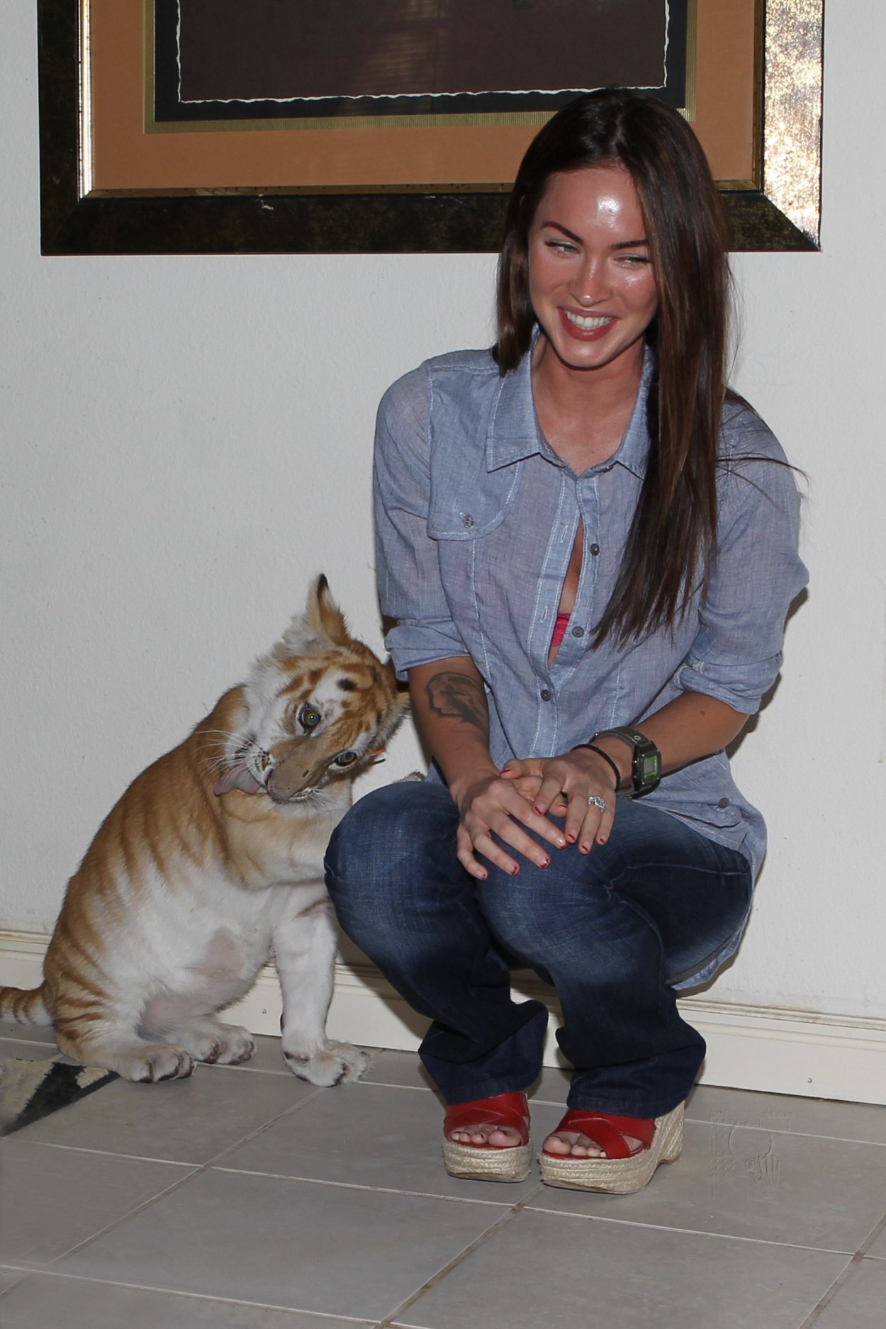 Вет фоксес. Вет Фоксес фото. Tiger Baby певица. Megan Fox with Cat.