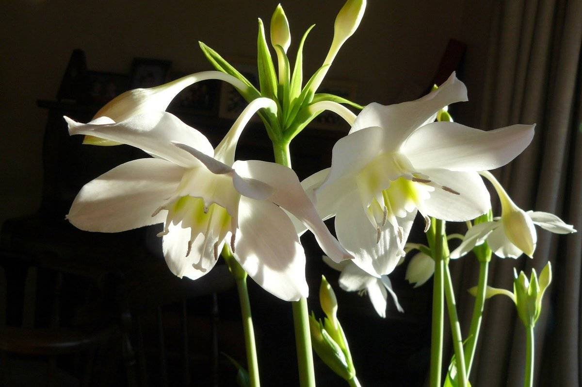 Цветок с белыми цветами эухарис комнатный