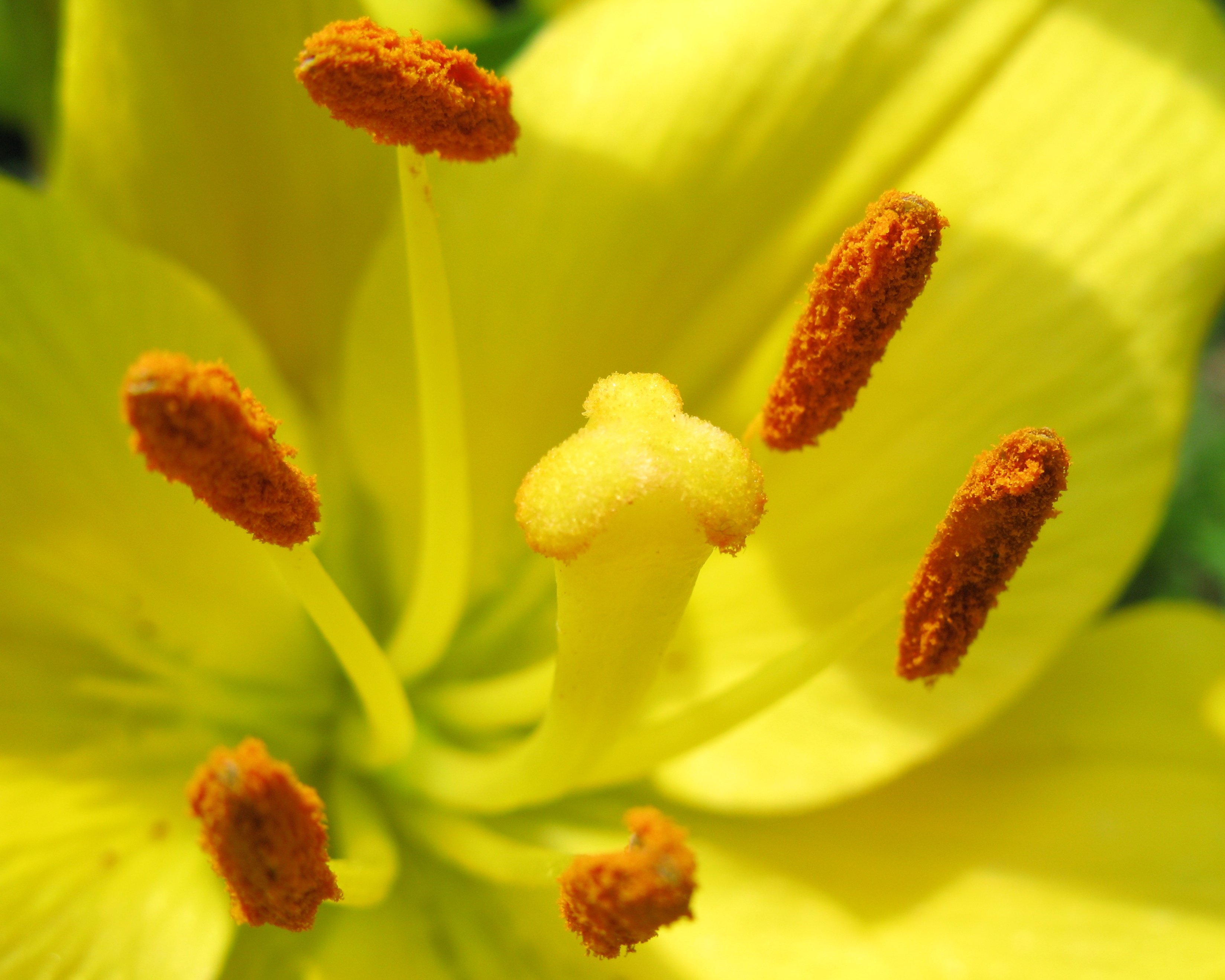 Растение много пыльцы. Пыльца на цветке. Растения которые пачкают пыльцой. Пыльца лилии. Цветы без пыльцы.