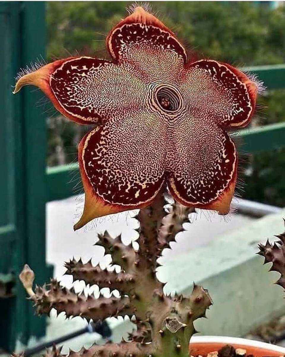Стапелия Edithcolea Grandis