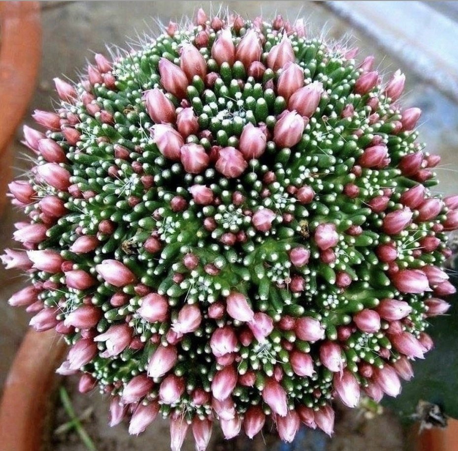 Суккулент зацвёл