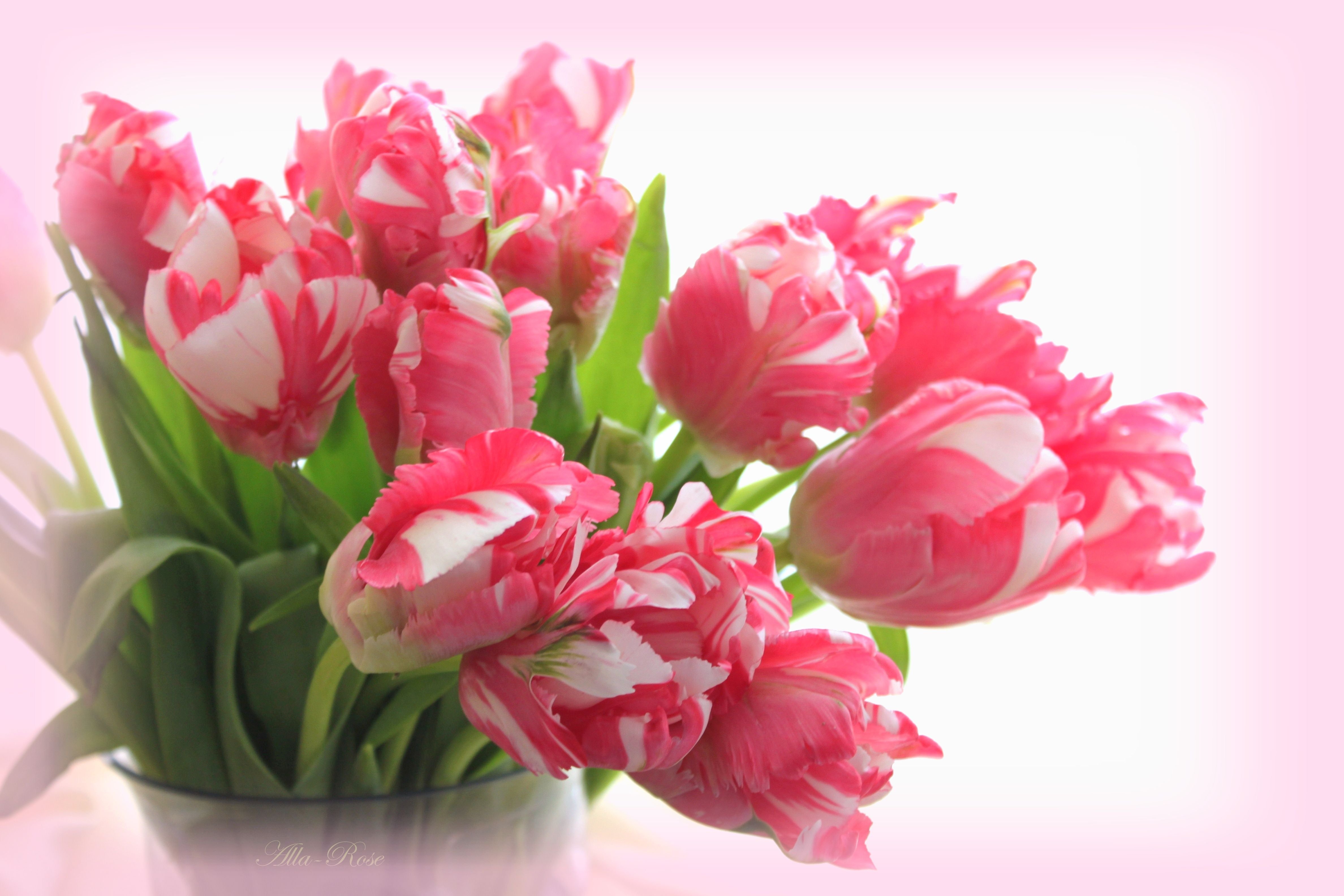 Красивое весеннее поздравление с днем рождения. Весенние цветы. Цветы тюльпаны. Весенний букет.