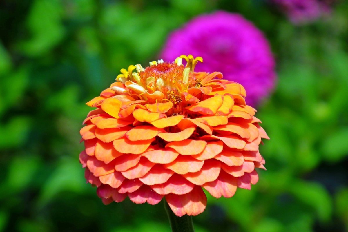 Zinnia Flower