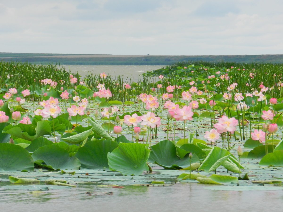 Цветы краснодарского края