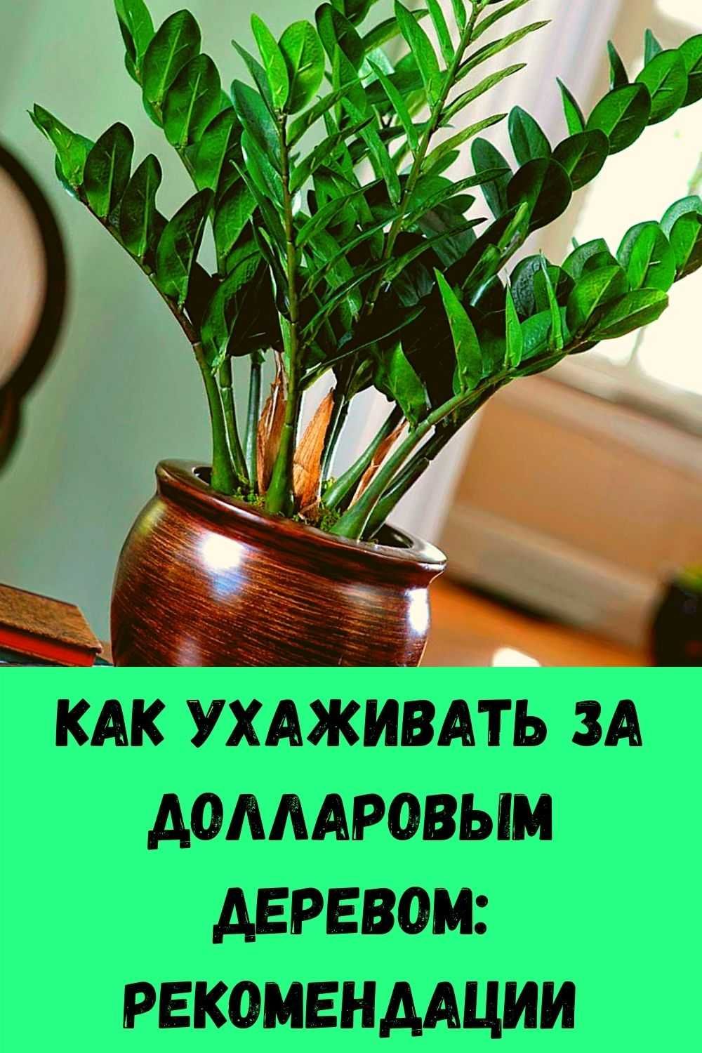 Долларовое дерево цветок