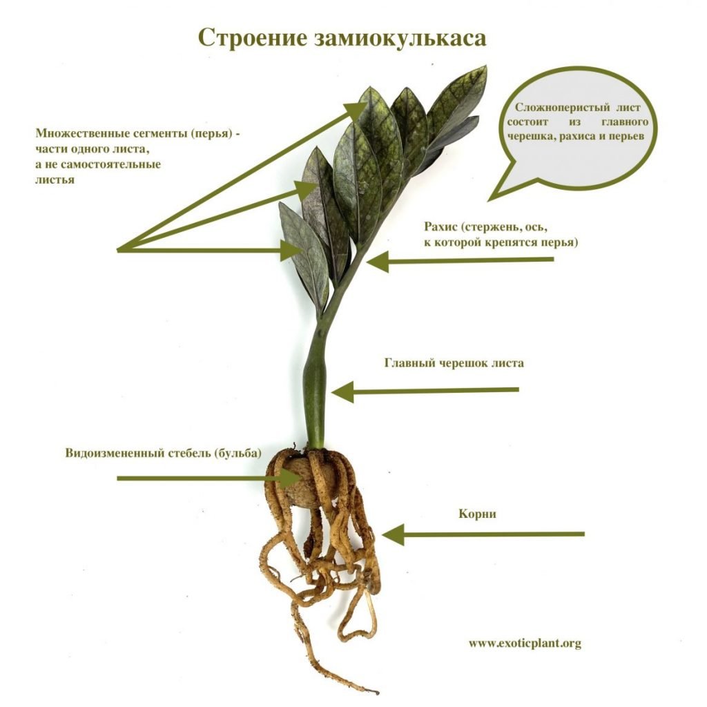 Замиокулькас строение
