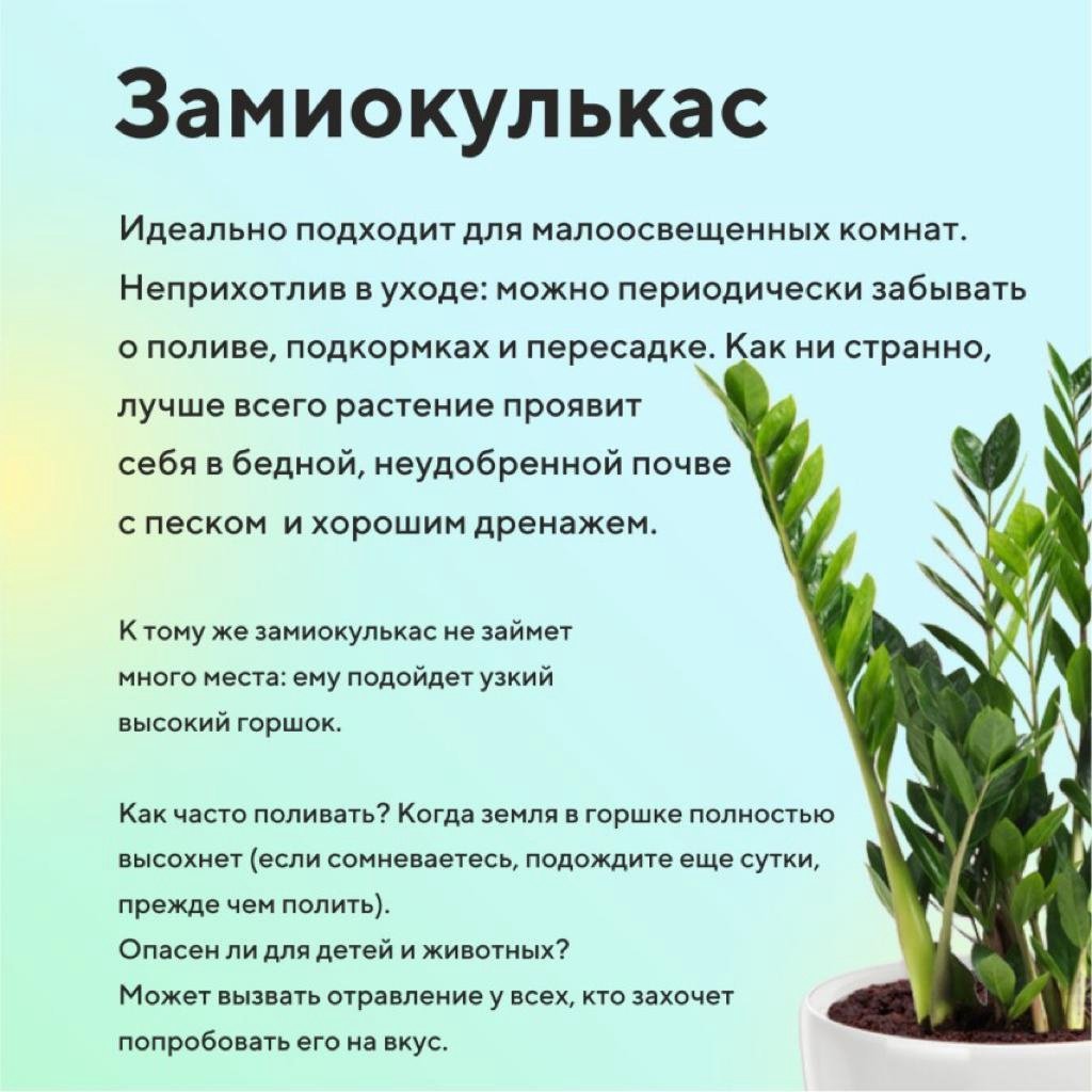 Лучшее мужское домашнее растение