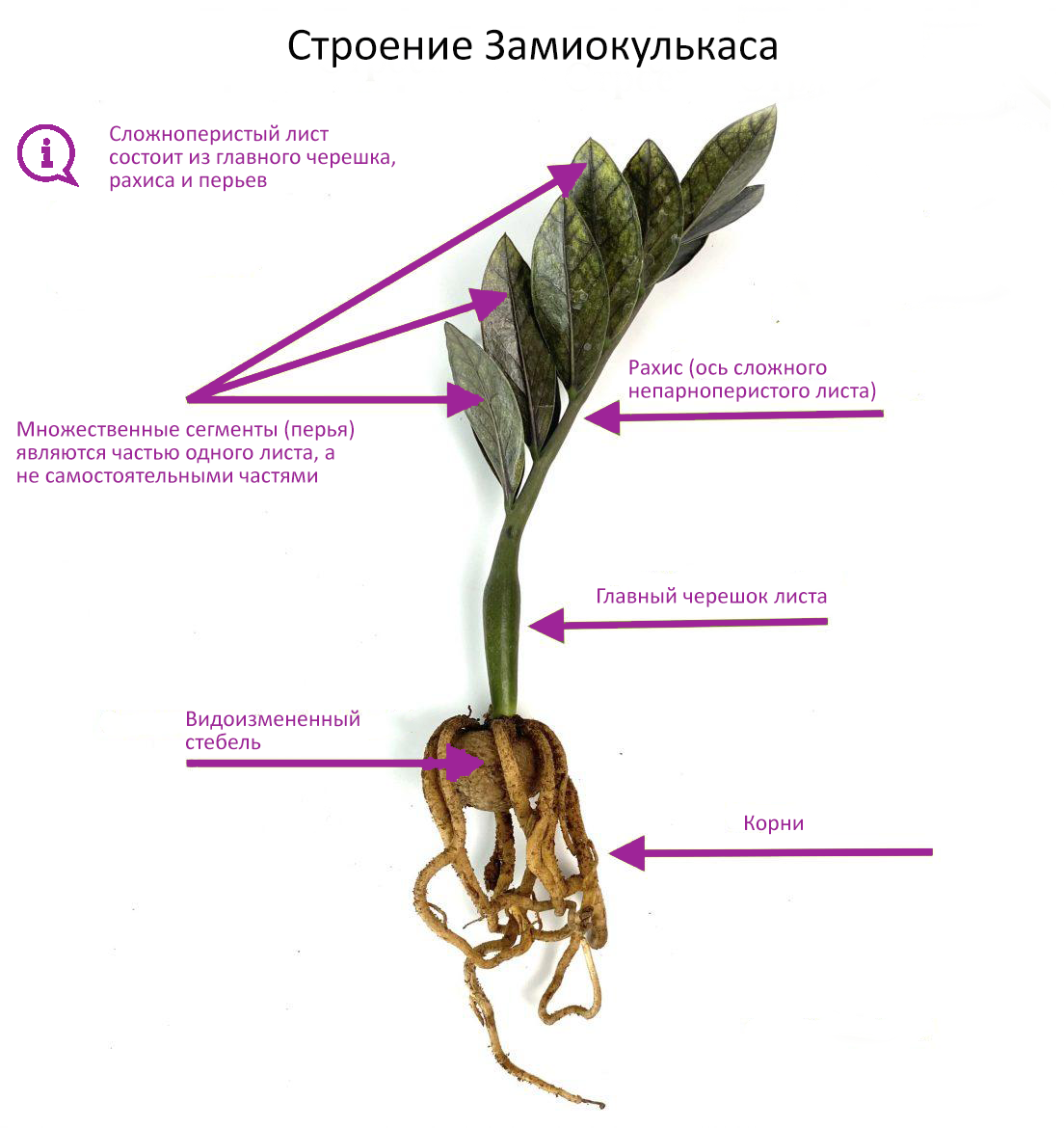 Замиокулькас цветы
