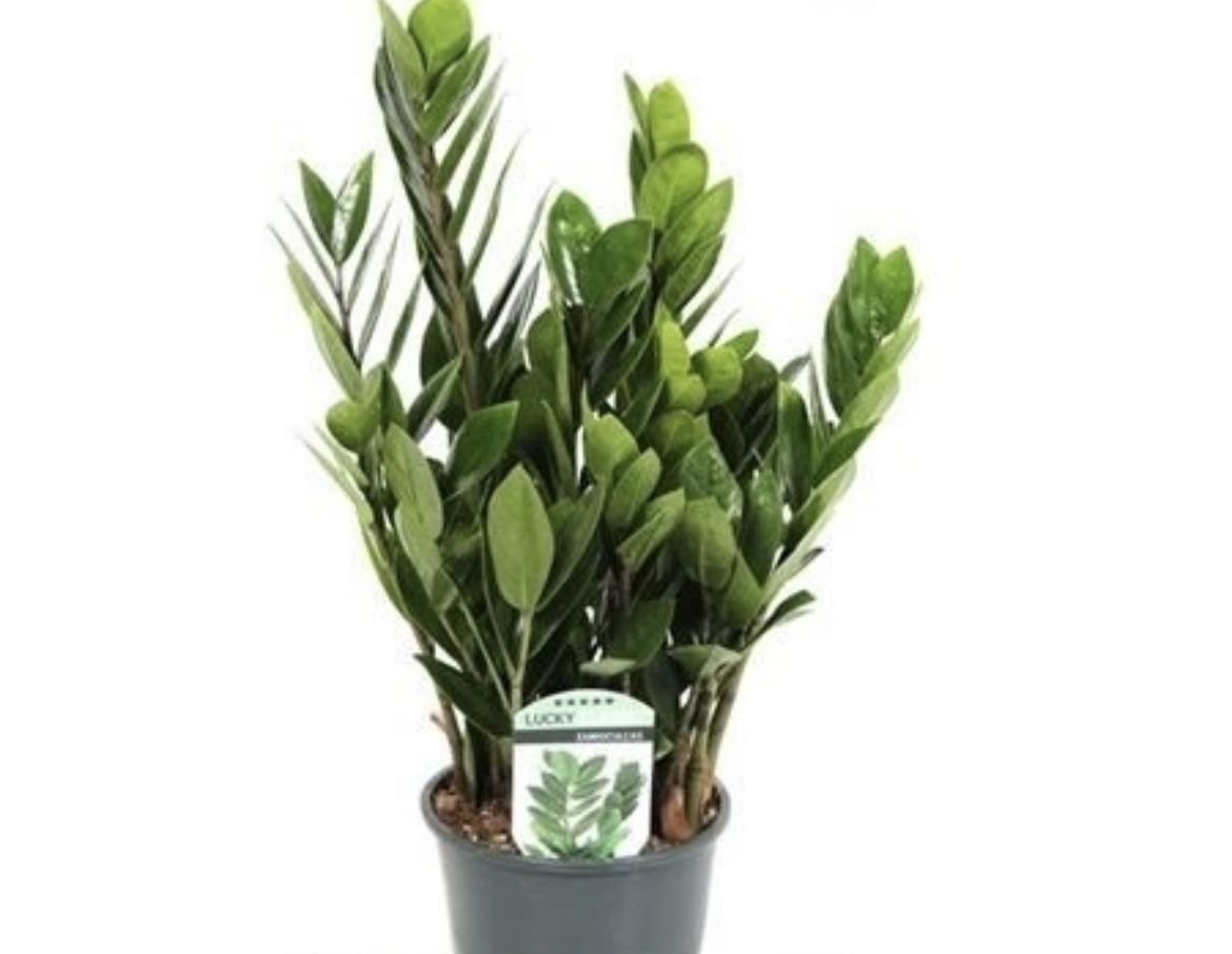 Zamioculcas Lucky Classic