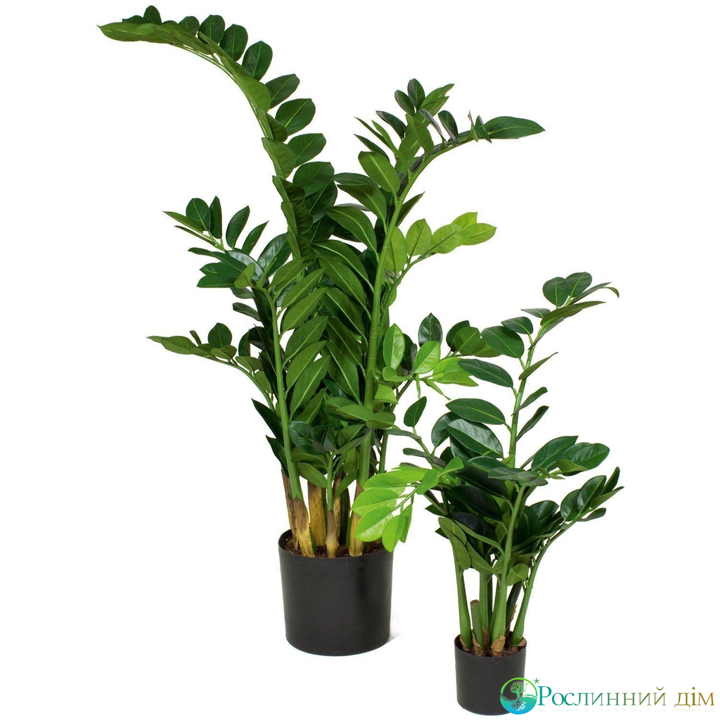 Замиокулькас Treez