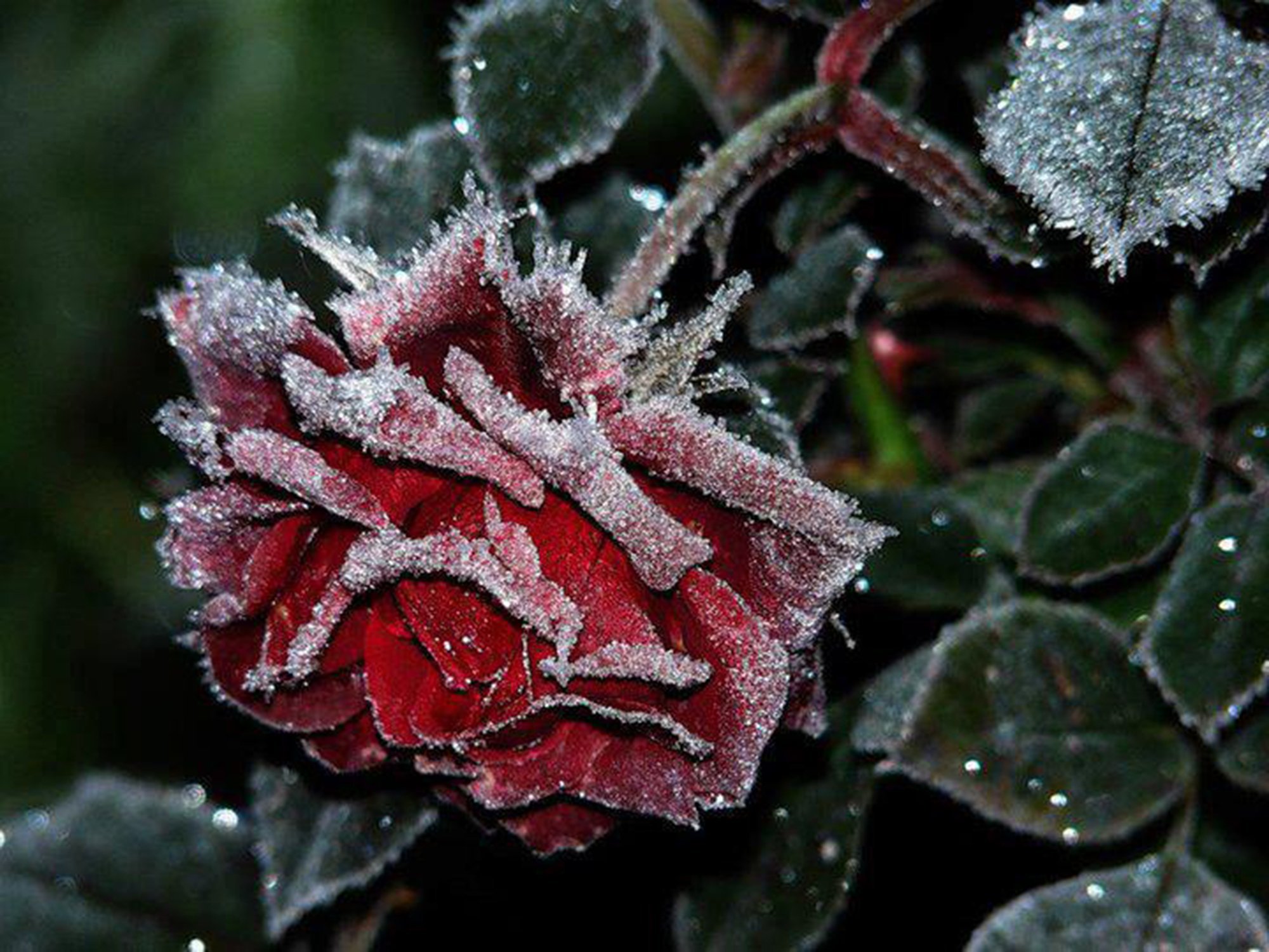 Красивые розы снег. Зимние цветы. Цветы в инее.