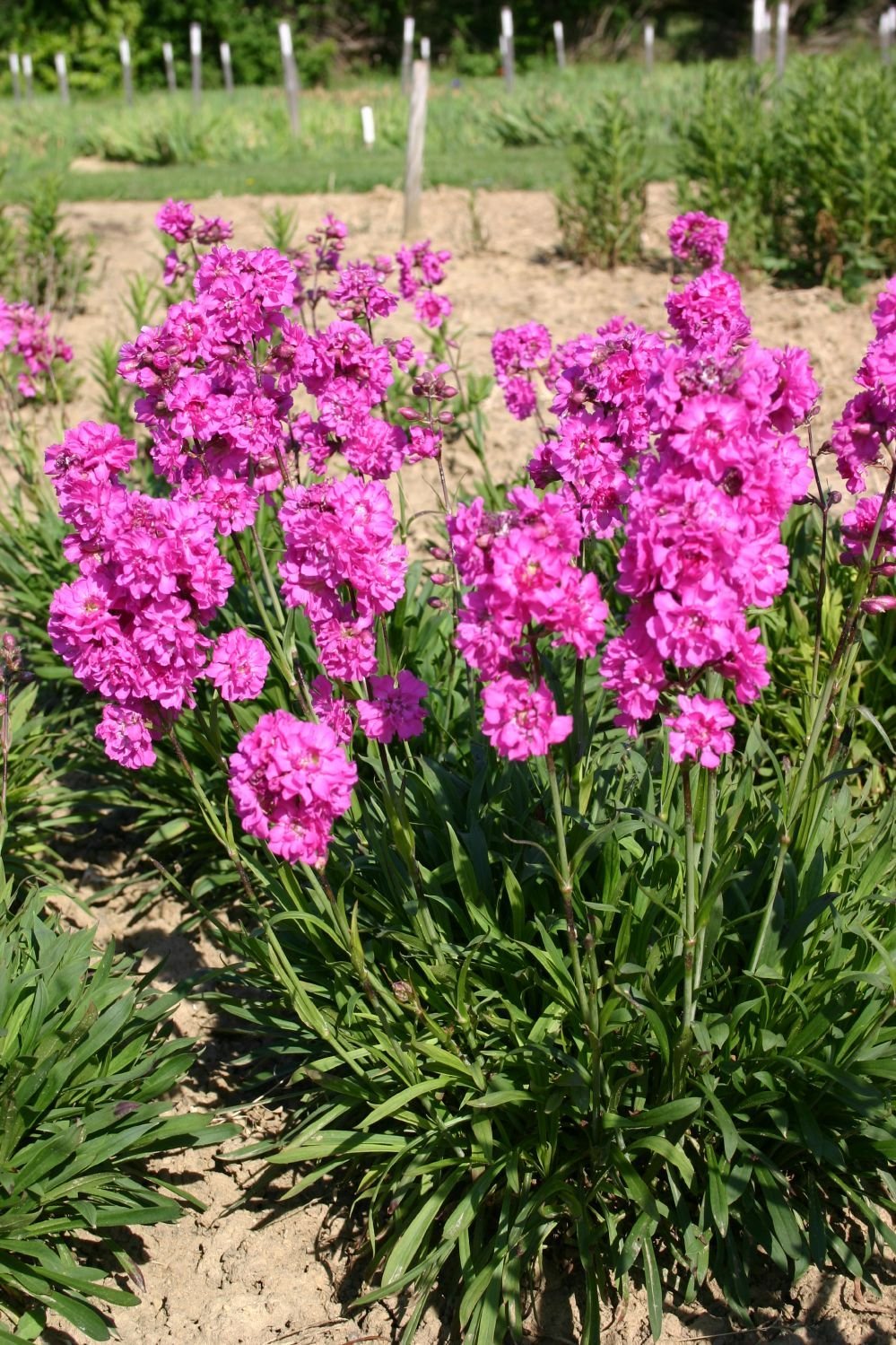 Лихнис Вискария Plena