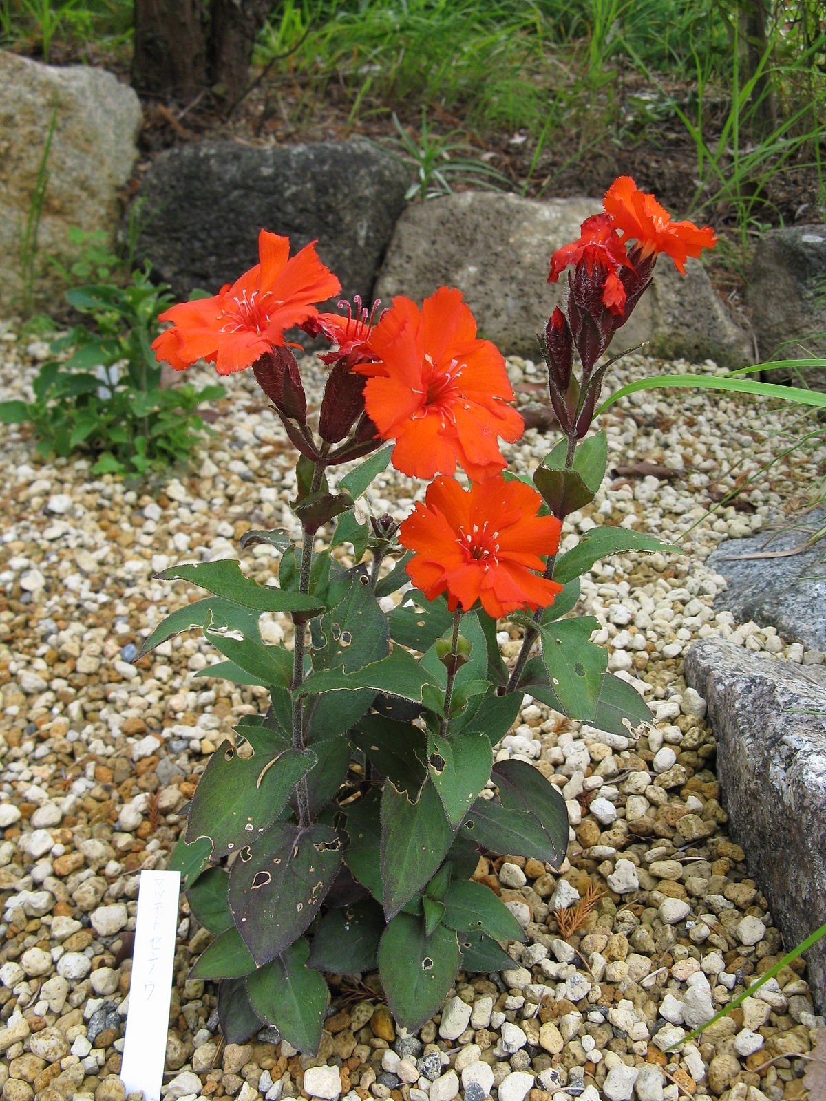 Лихнис Аркрайта