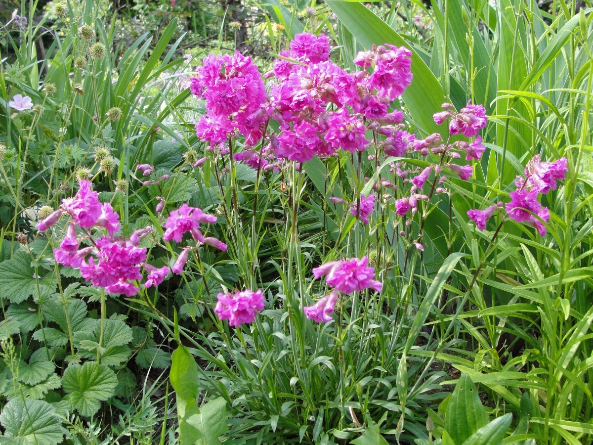 Лихнис Вискария splendens