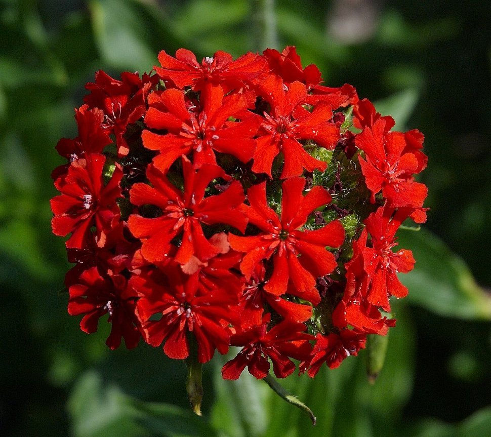 Лихнис халцедонский (Lychnis chalcedonica)