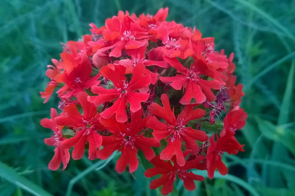 Лихнис халцедонский Зорька