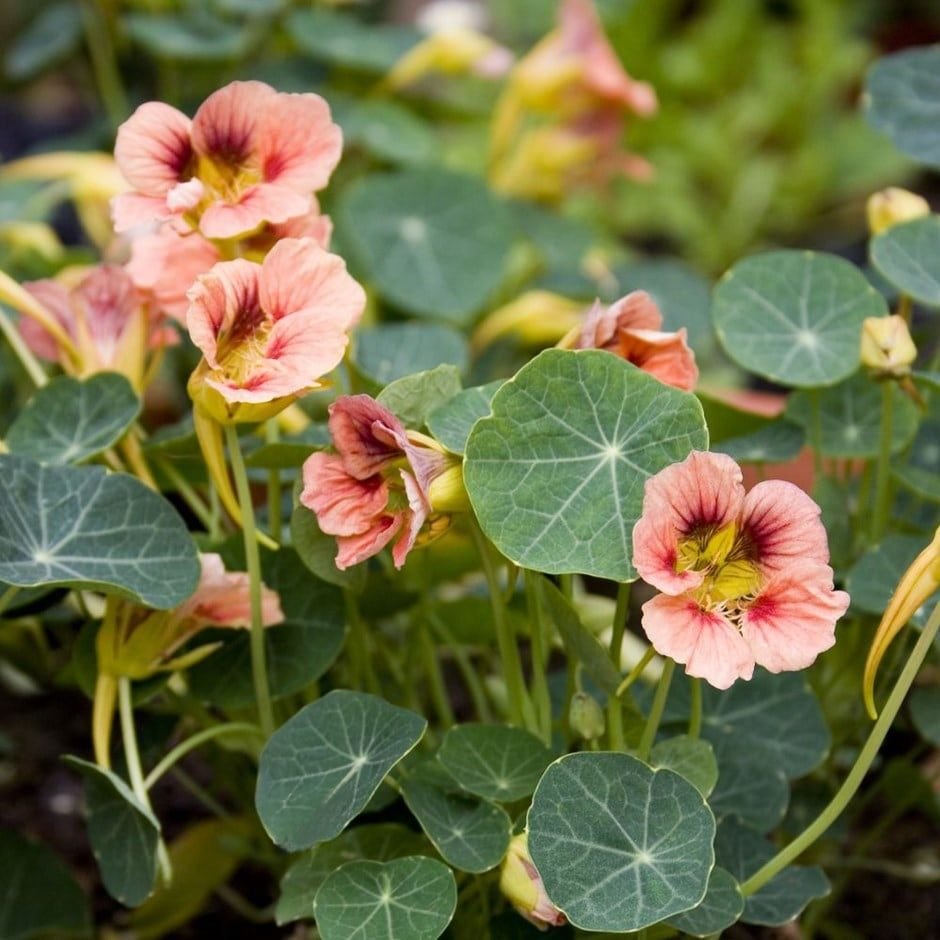 Tropaeolum majus