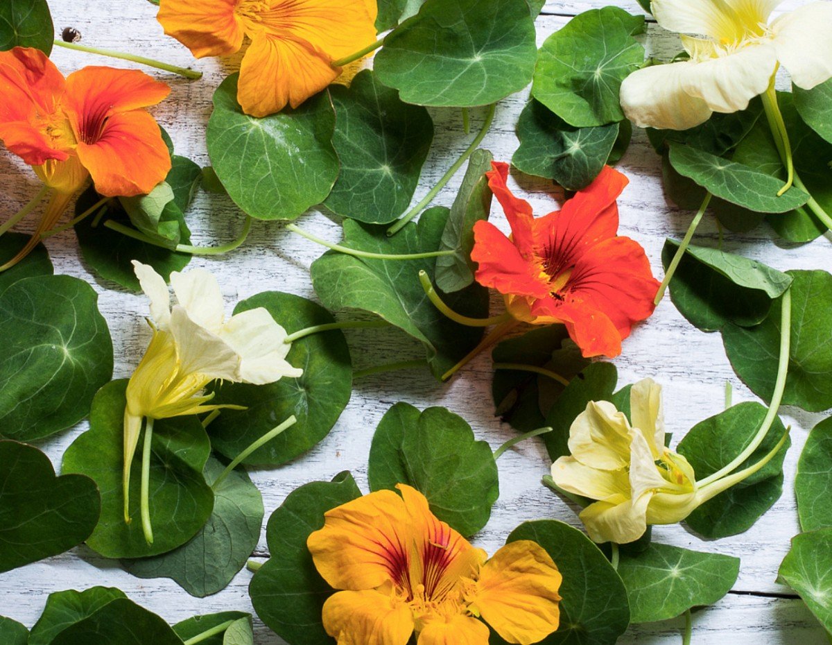 Alamy Fresh Edible Nasturtium семена