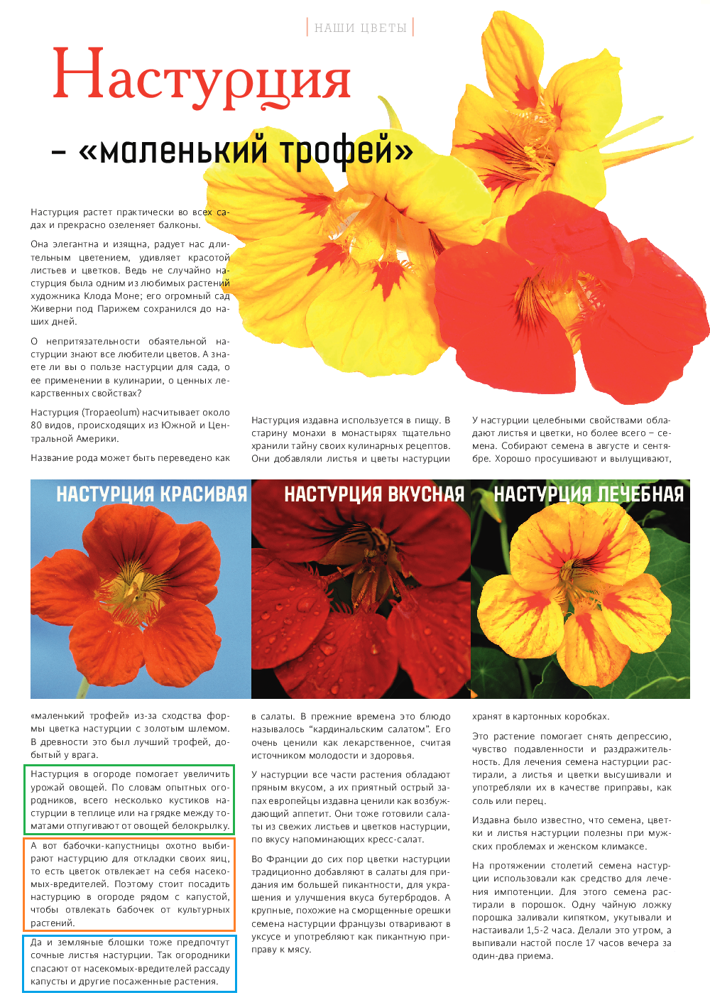 Настурция характеристика растения