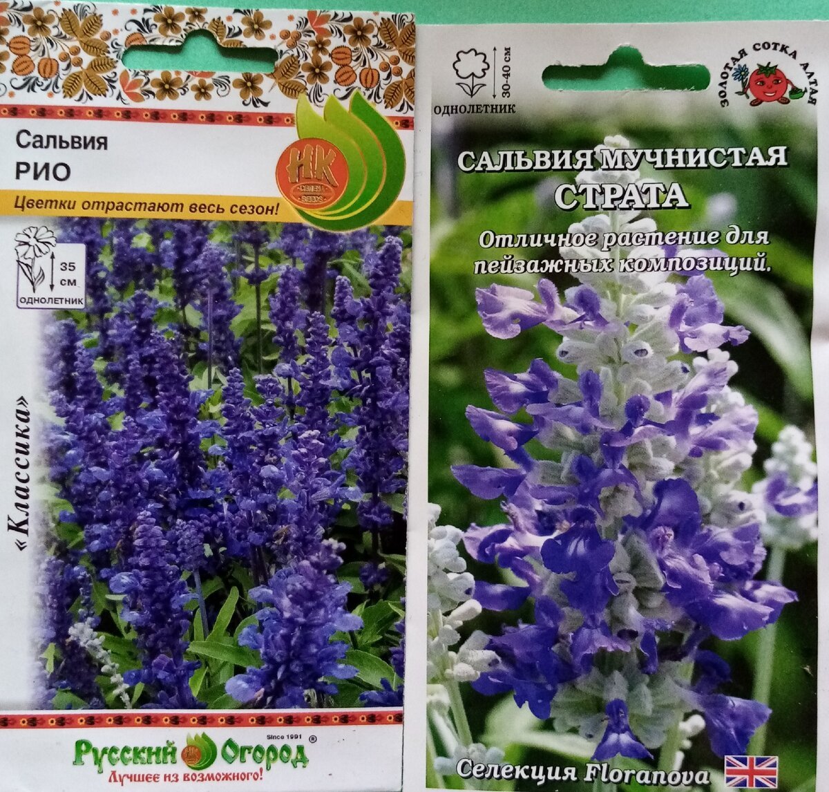 Сальвия голубой Монарх