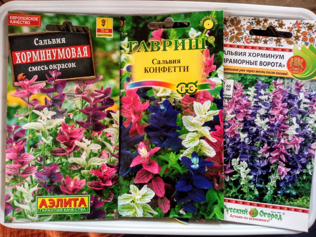 Сальвия розовый Монарх хорминум
