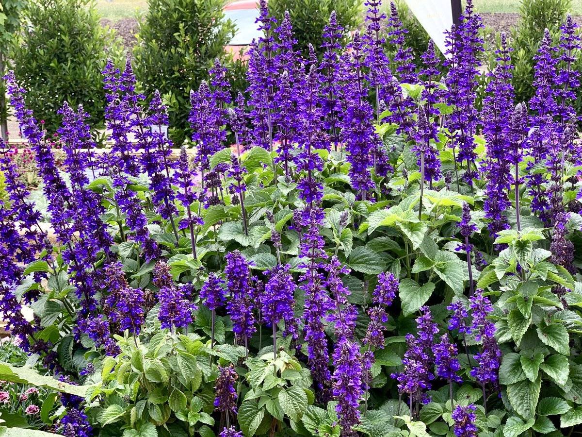 Сальвия Salvia Сальвия мучнистая