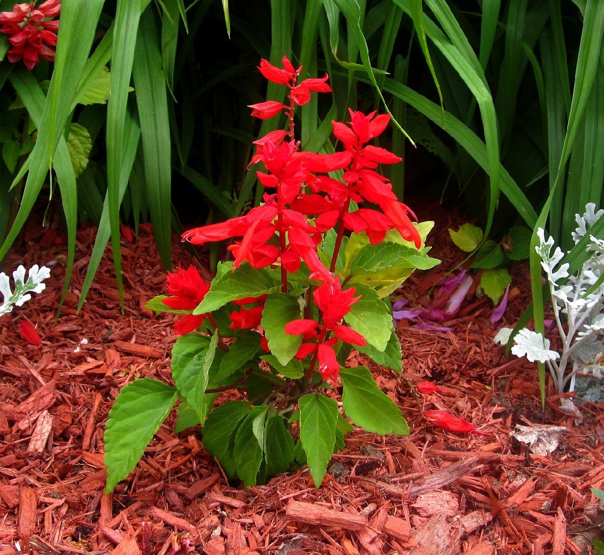 Сальвия splendens Red