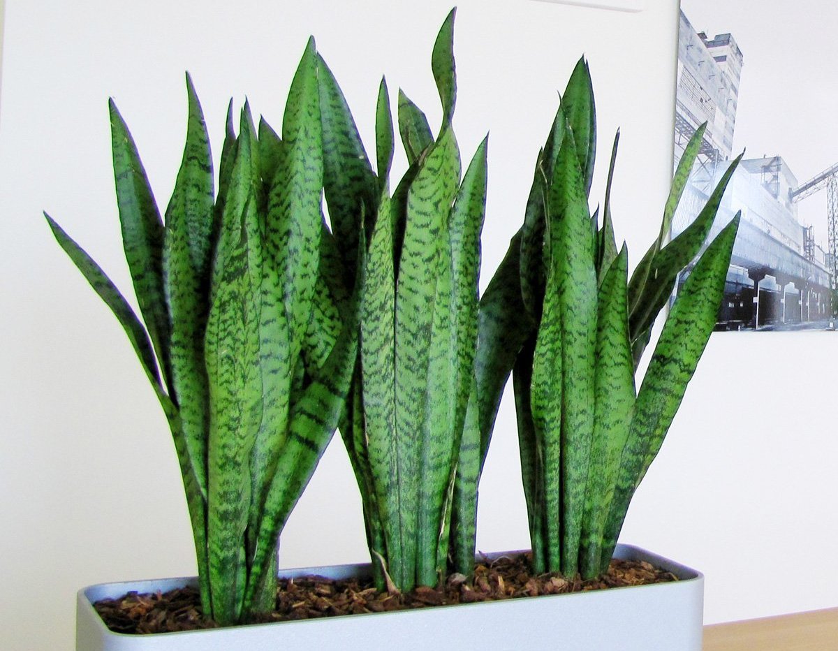 Сансевиерия эйлензис Sansevieria eilensis