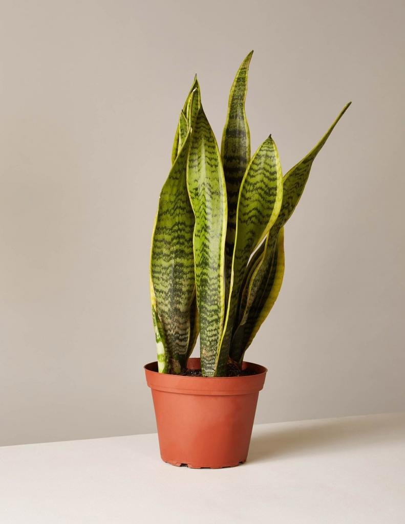 Сансевиерия трехполосная (Sansevieria trifasciata)