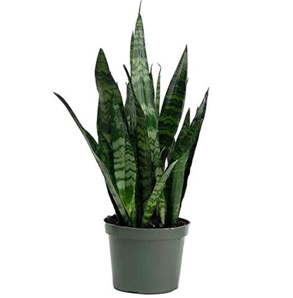 Sansevieria trifasciata