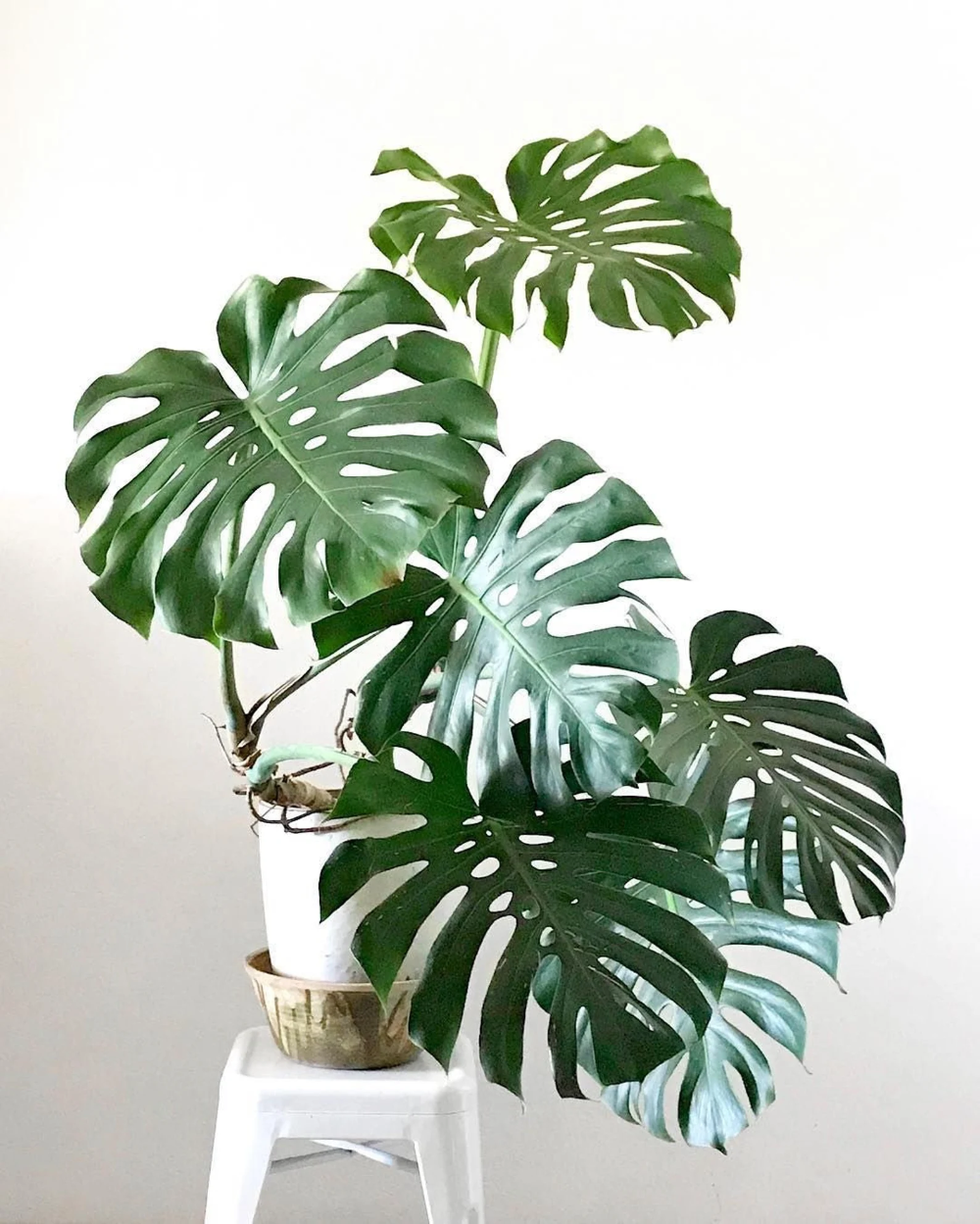 Монстера деликатесная (Monstera deliciosa)