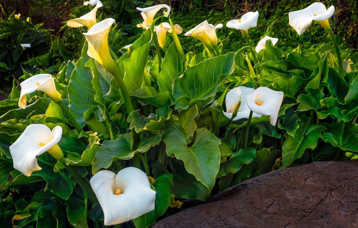 Калла (Zantedeschia) Пако