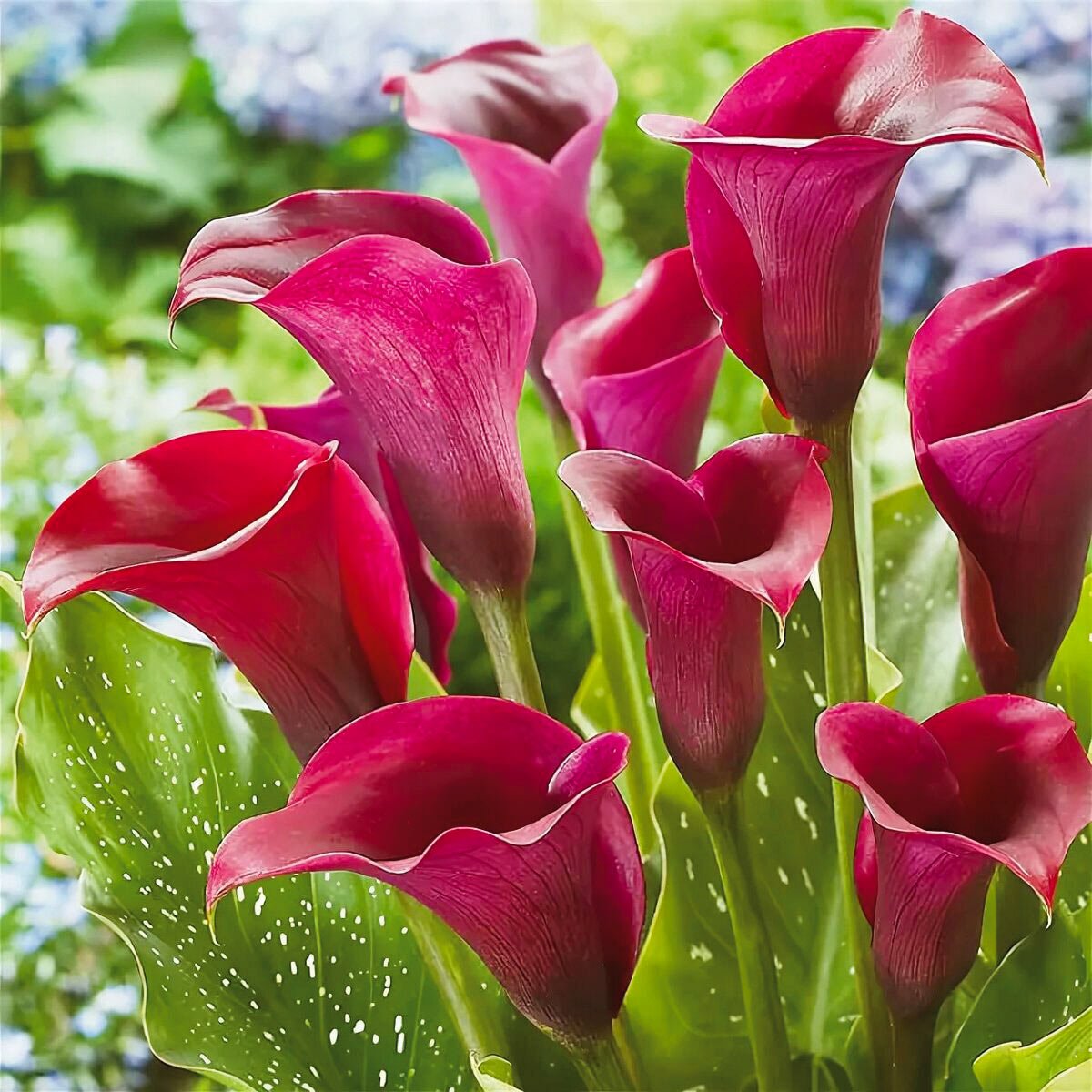 Калла Роял Валентин Zantedeschia Royal Valentine