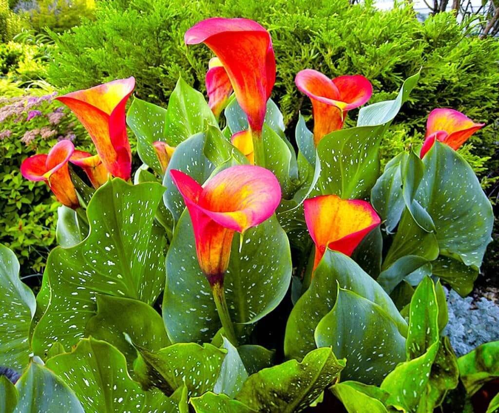 Zantedeschia Flame Калла