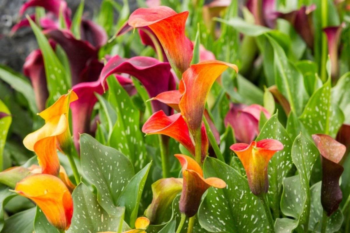 Зантедеския (Калла) (Zantedeschia)