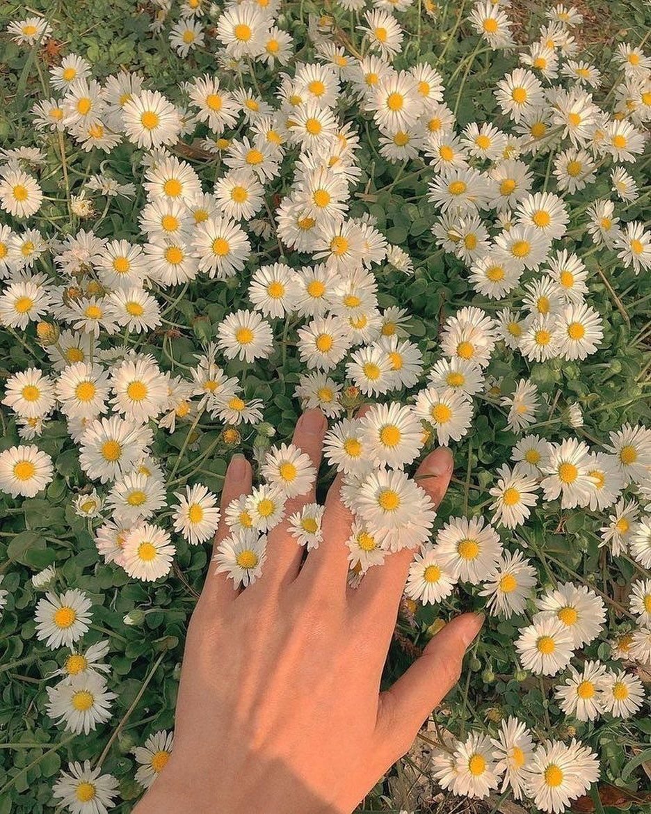 Цветы ромашковые