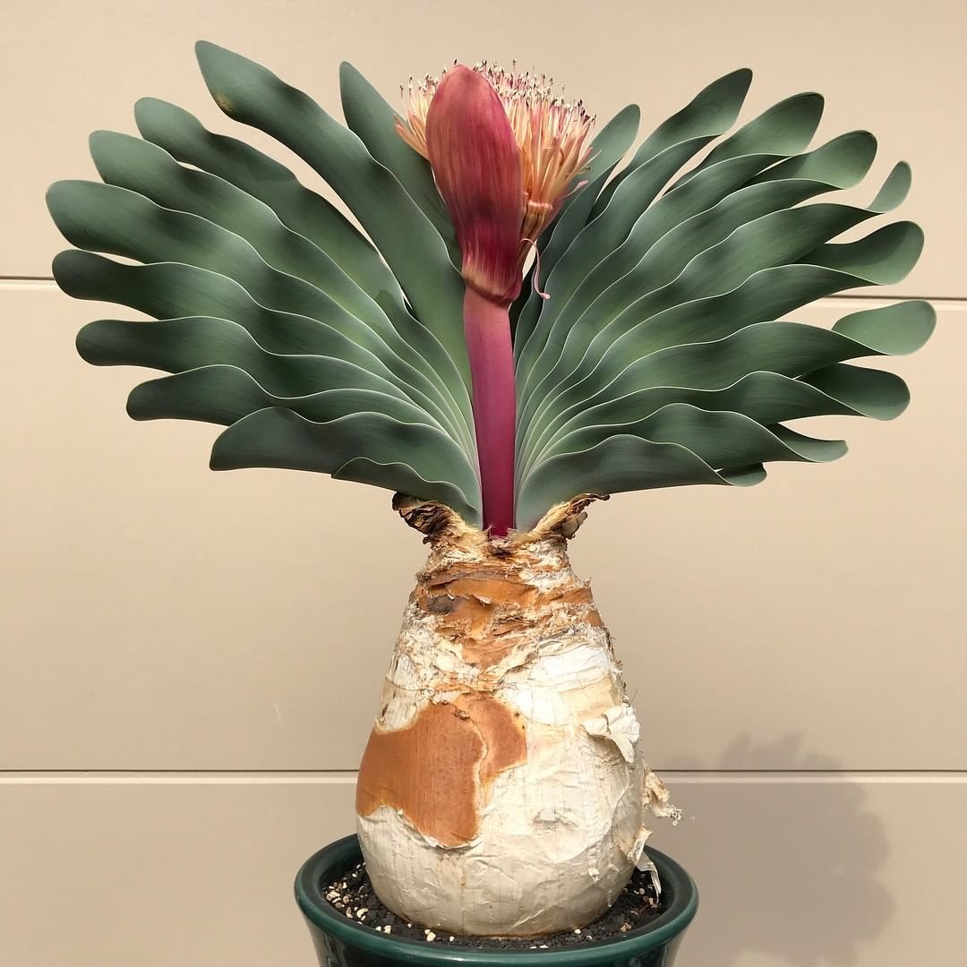 Boophone disticha