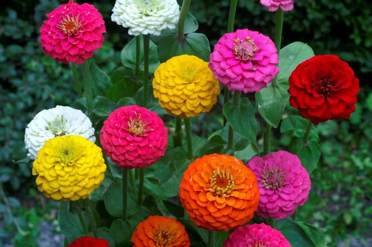 Цинния (Zinnia)