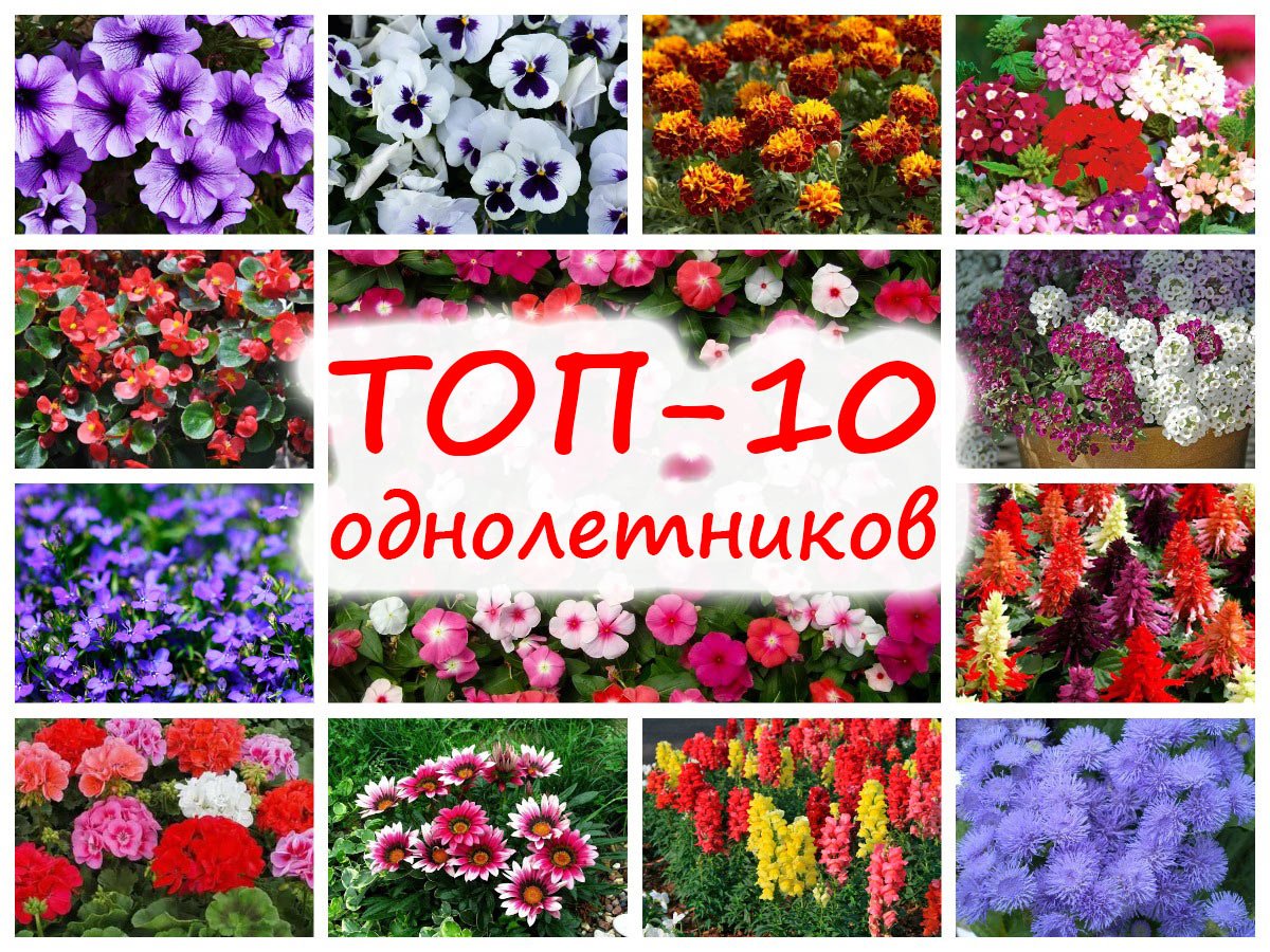 Цветы на букву г садовые однолетние