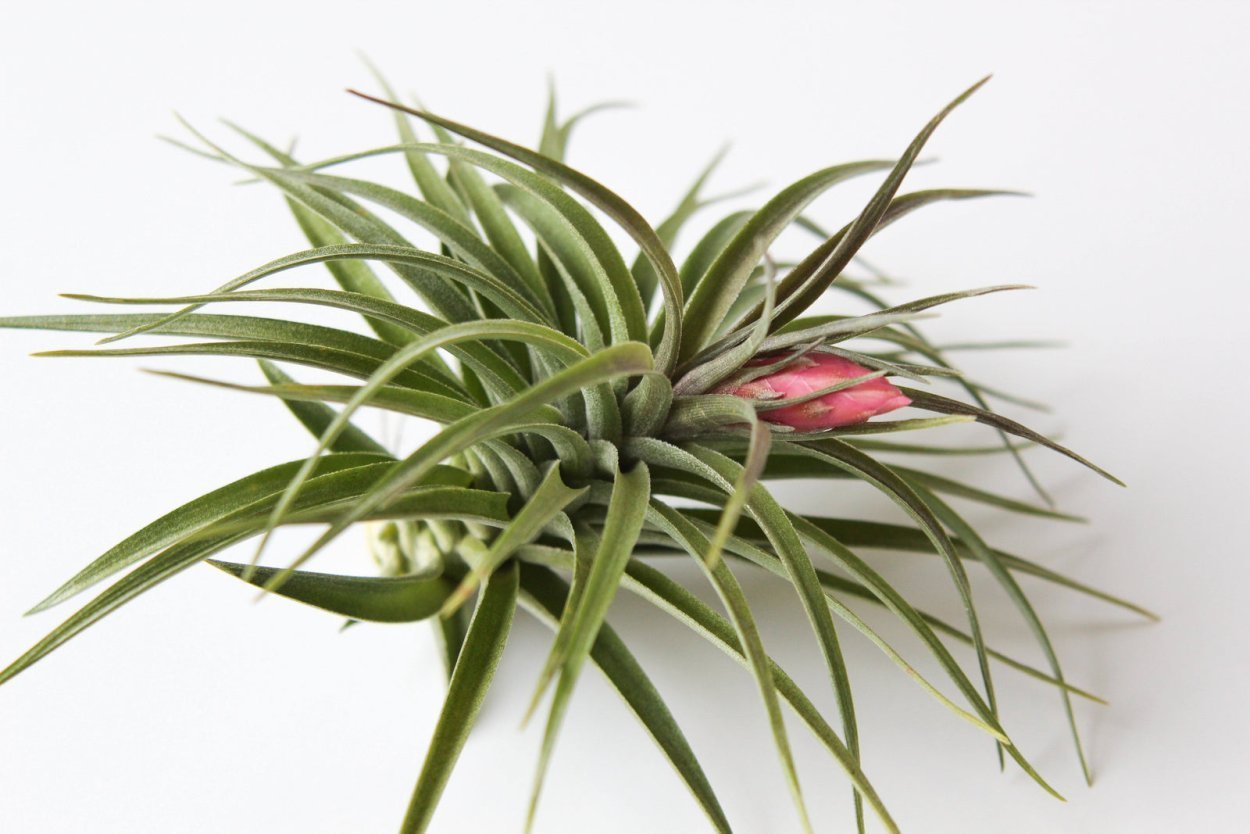 Tillandsia rectifolia