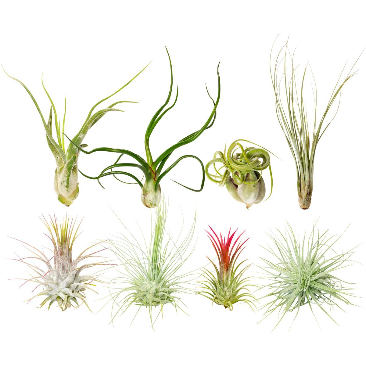Tillandsia rectifolia
