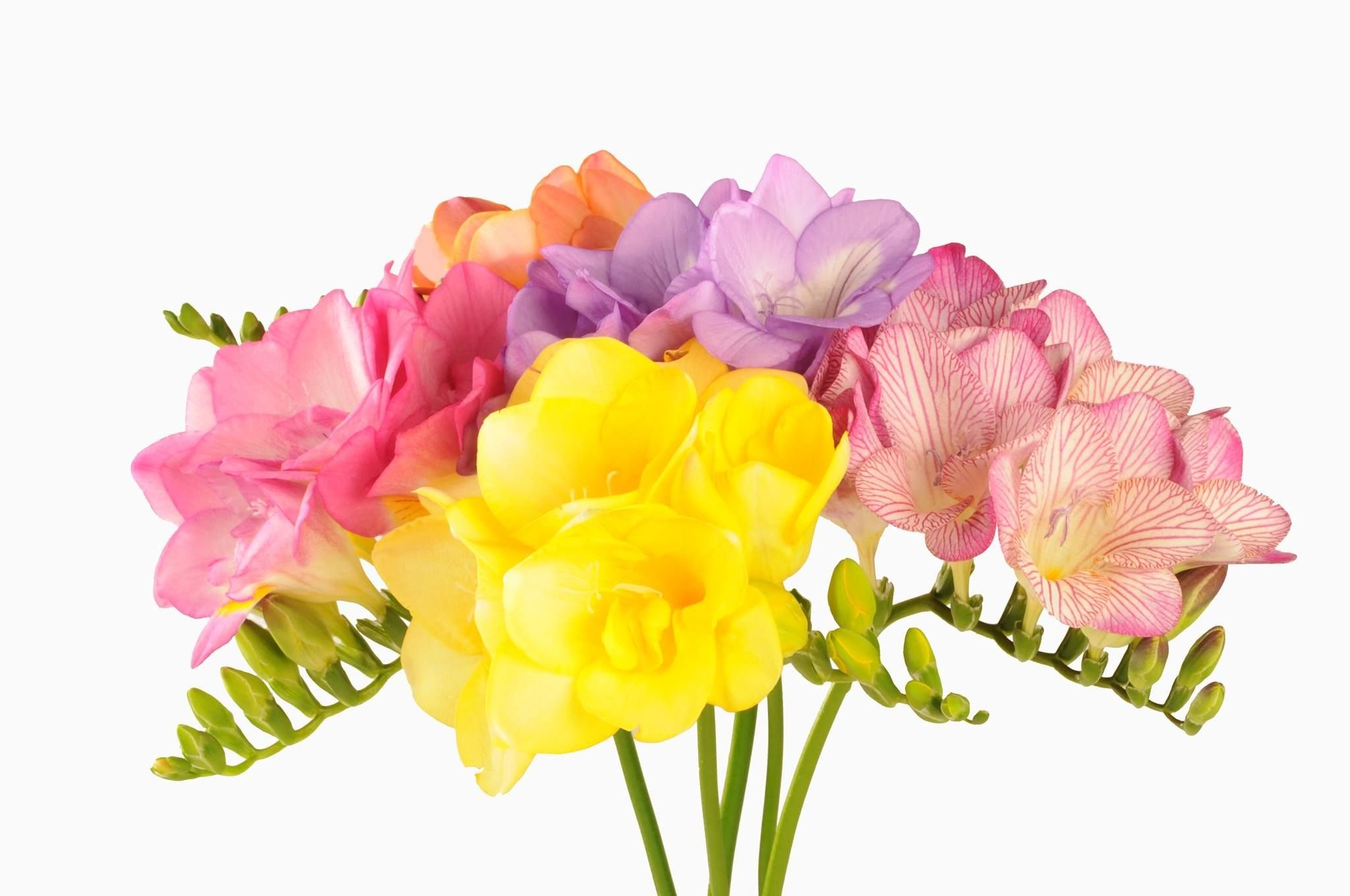 Funning flowers. Фрезия цветок. Фрезия Кардинал. Фрезия (Freesia). Фрезия Pink.